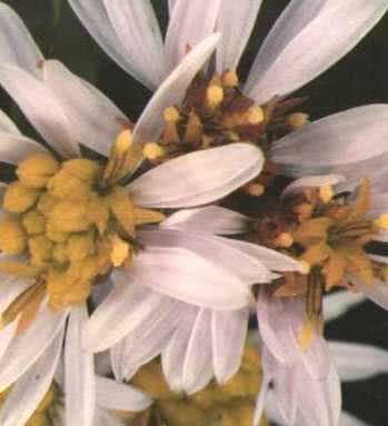 Aster tripolium photo